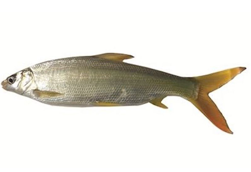 尾魚