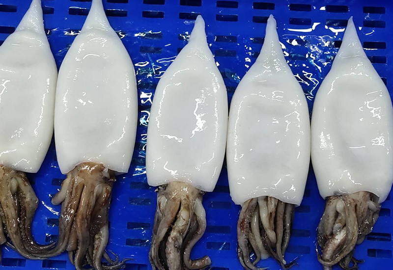 Frozen Stuffed Squid Tube